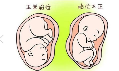 怀孕七个月胎儿的发育标准