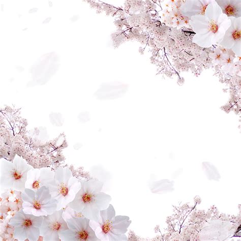 美丽樱花绽放ppt模板,武汉大学的樱花大家期待吗