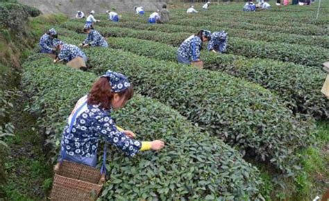 雅安名山有什么茶,名山有什么茶种类