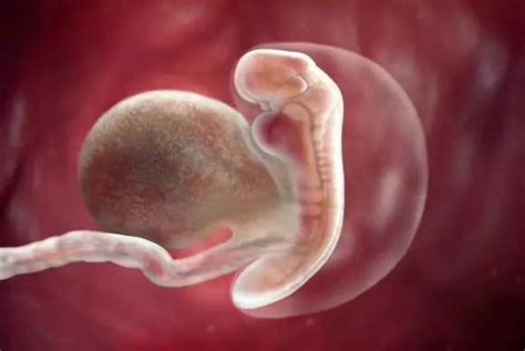 怀孕第12周胎儿发育情况