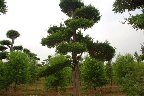 茅卫树(八树)作中药能有什么作用?