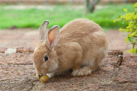 兔子真有假孕现象,散养的兔子怎么分辨怀孕
