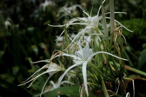 请问哪位朋友知道这是什么花?花上的昆虫叫什么?