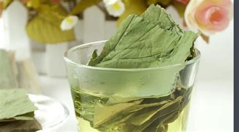 荷葉泡茶喝有什么副作用