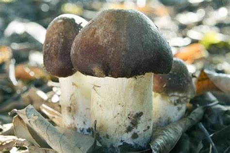 鲜姬松茸菇的功效与作用,姬松茸菌菇的功效与作用