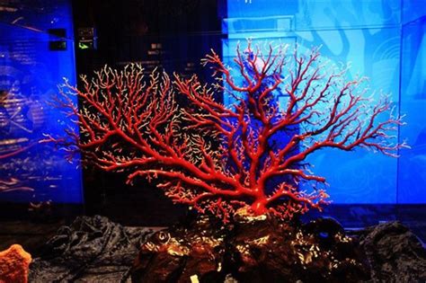 红珊瑚为什么是红色,红海是红色的吗