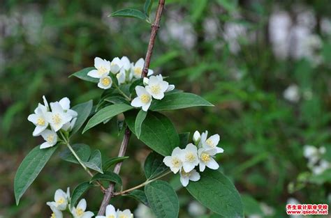 118种花的花语都是些什么?