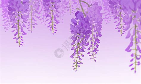 紫藤花海報,紫藤花的老樁發展好嗎