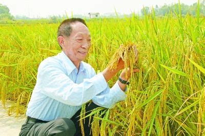 杂交水稻哪里种了,你吃过杂交水稻吗