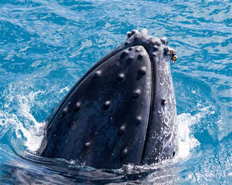 鲸鱼为什么跃出水面,鲸鱼有没有嗅觉