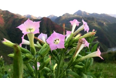 花烟草能在室内种植吗