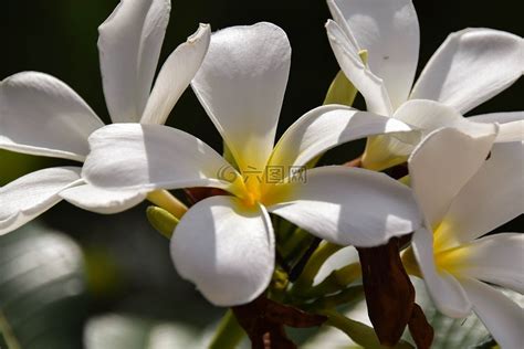 谁知道什么是素馨花?