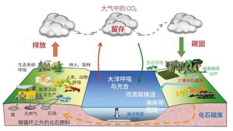 怎样判断多肉植物叶片是不是自然消耗