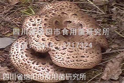 黑虎掌菌……多种珍稀食用菌 虎掌菌和松茸哪个好吃