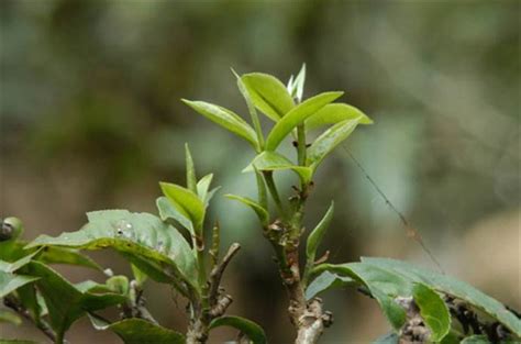 茶树的叶片大小分为哪些,普洱茶的叶片越大越好吗
