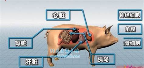 长在猪身上的人体器官,猪身上有哪些器官