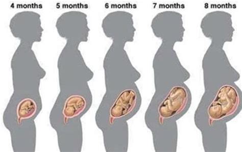 怀孕0-10月变化过程
