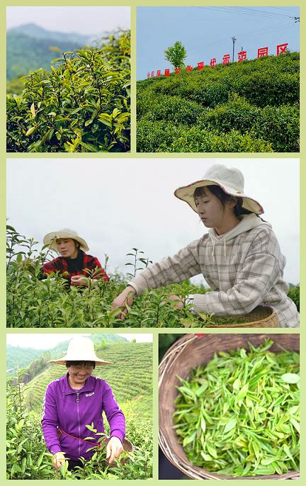 如何从茶商处获取茶农信息,茶农补贴可以线上申请啦