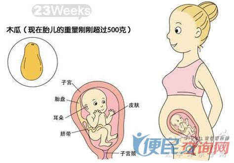 怀孕27周胎儿图片