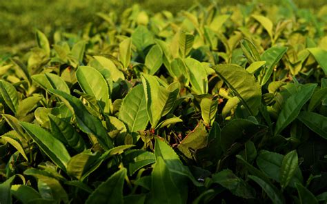 崂山绿茶怎么保存最好,绿茶怎么储存才不坏