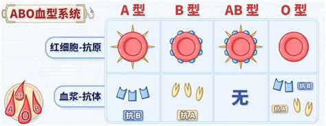 o型和o型血生的孩子的血型