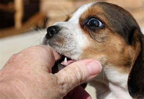 宠物狗为什么喜欢咬人,为什么宠物狗喜欢咬手