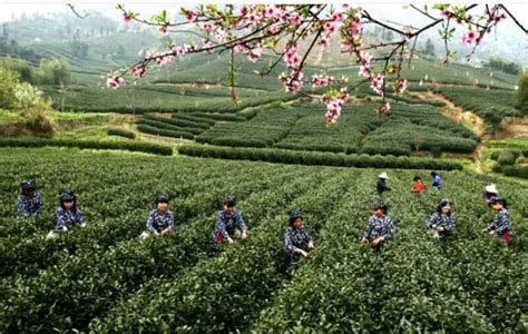 绿宝石高原绿茶值得品,云贵高原的绿茶多少钱一斤