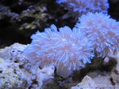 剑网三珊瑚在哪里采,日本珊瑚在哪里买