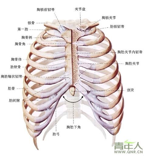 胸又胀又疼是怎么回事