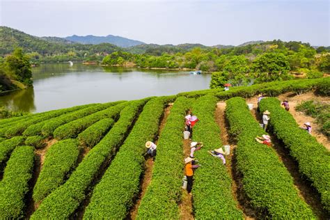 如何采摘春茶,早茶飘香采摘忙