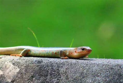 蜥蜴为什么进化成蛇,就是蚯蚓进化成蛇