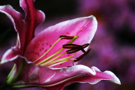 关于百合花花芯的问题