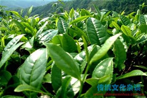 最长茶树多少年,又到一年采茶季