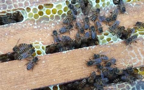 蜜蜂为什么会大量死亡,蜜蜂中毒了怎么解毒