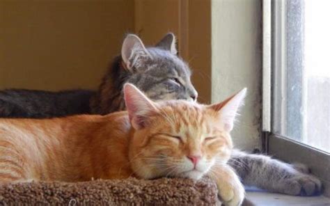 猫咪为什么老爱和我抢枕头,为什么猫会追人的脚