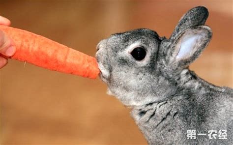 兔子真的爱吃胡萝卜吗?