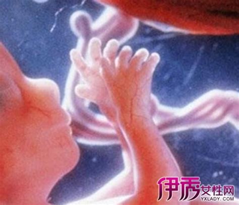 胎儿3个月发育图