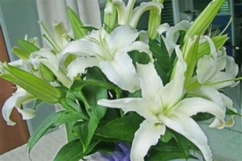 過年開花的香水百合今年還能再次開花嗎?該怎么做?