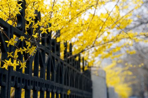 怎样培育探春花