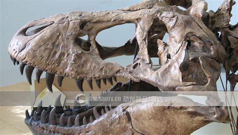 恐龙头骨 为什么有大孔,棘龙为什么有恐龙第一的说法