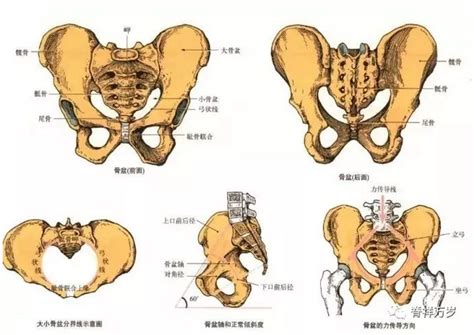 胯宽盆骨大