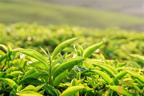 中国的名茶有什么,带你认识中国十大名茶