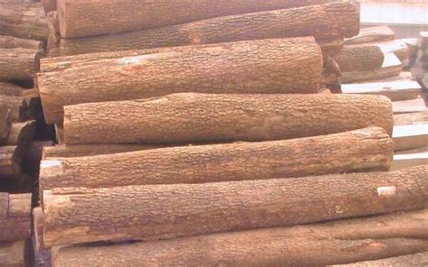 中国最贵木材叫什么?