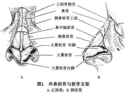 11周鼻骨隐约可见正常吗