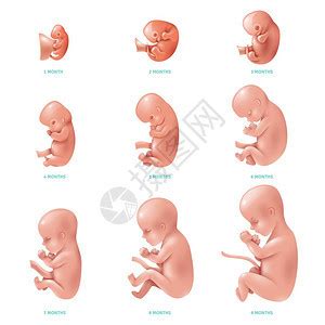 胎儿10周发育情况图