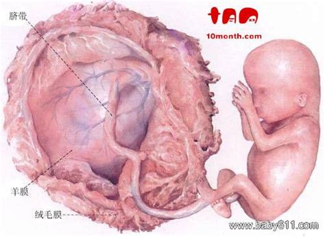 胎儿监护胎心有减速是什么意思
