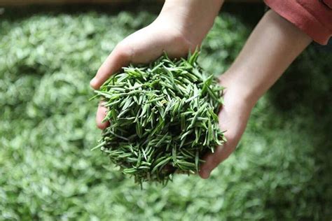 信阳哪里卖茶叶的多,新的竹子的茶生活