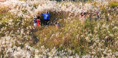 带你去看“飞雪”，杭州的芦苇荡将迎来最佳观赏期！