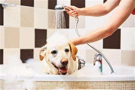 给狗洗澡的五个技巧,怎么给狗洗澡洗头吗
