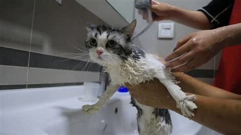 猫咪不爱洗澡怎么办,猫不喜欢洗澡怎么办